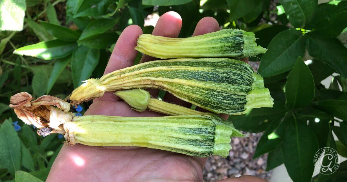 A hand holds four small, deformed zucchini with green and yellow stripes against green foliage.