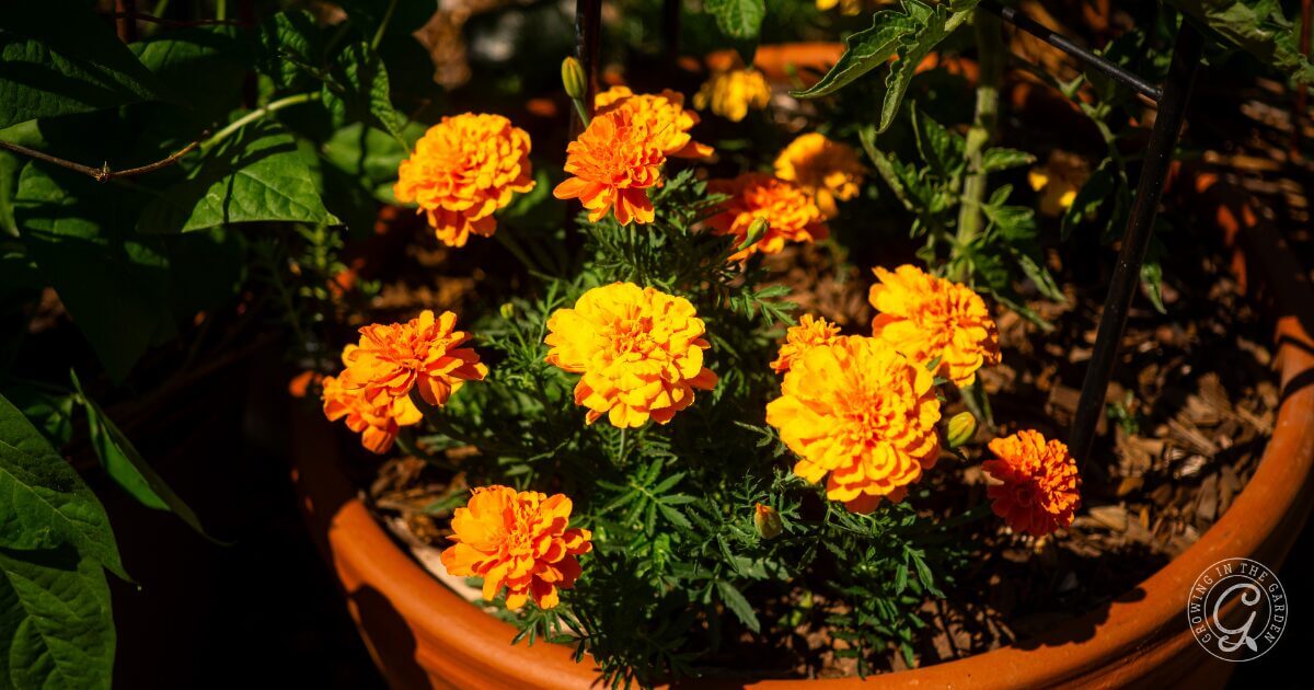 Bright orange marigold flowers blooming in a terracotta pot outdoors in sunlight.