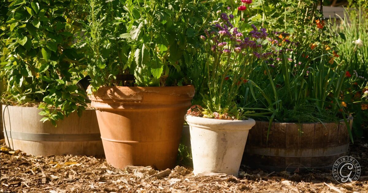 Clay and ceramic pots with green plants and flowers in a sunlit garden, set on wood chips.