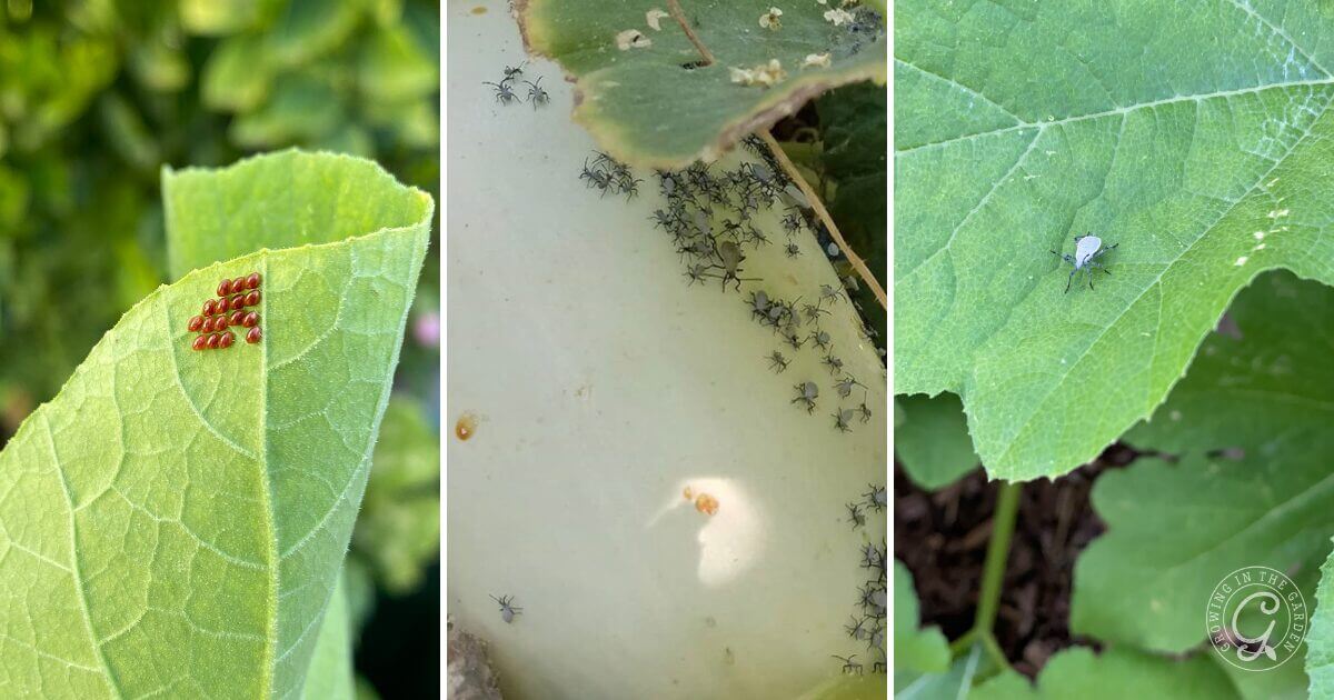Squash bug eggs & nymphs