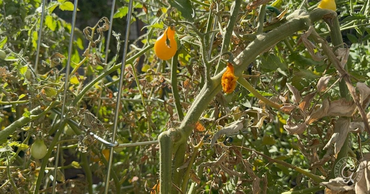 Yellow tomatoes growing on a tangled, sunlit vine with some dried leaves and stems in the background&mdash;a vivid glimpse of high heat gardening.