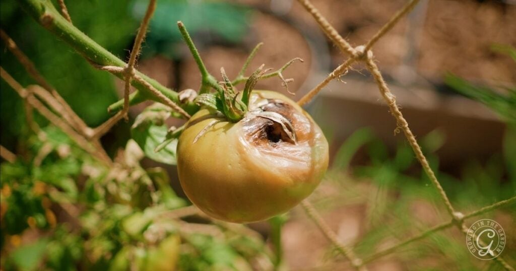 A green tomato on the vine with a large brown rotten spot on its top, a common issue when gardening during a heatwave.