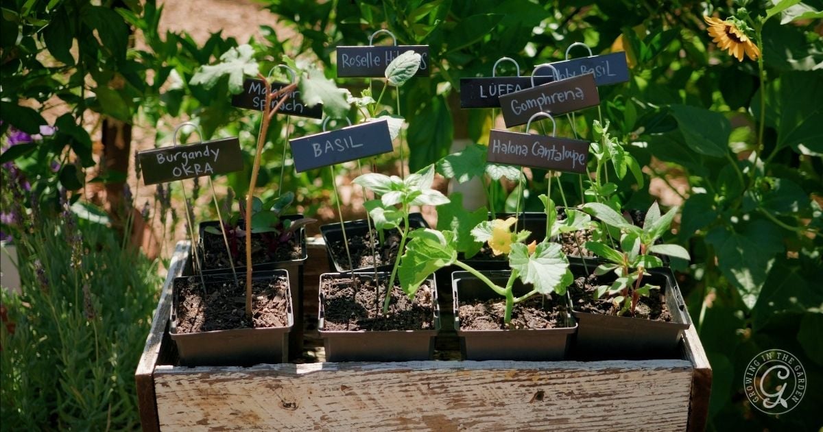 Seedlings in small pots labeled with plant names, set on a wooden box in a garden setting&mdash;perfect for high heat gardening and keeping your plants organized during a heatwave.