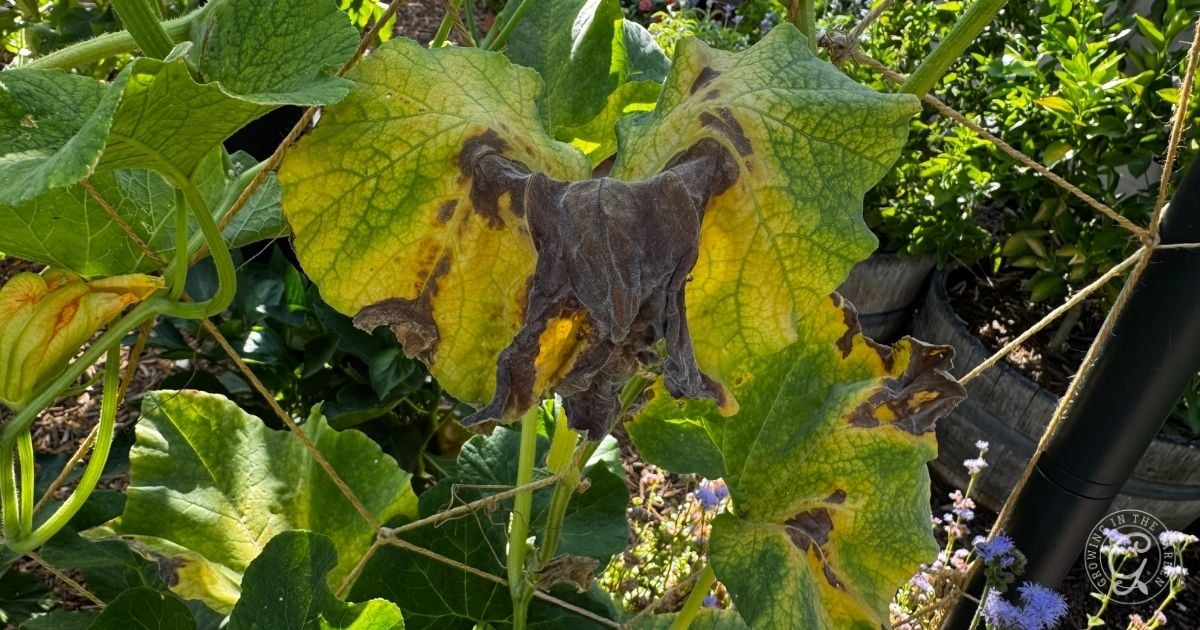 A large green leaf with yellowing edges and a dark, wilted center shows signs of disease common in high heat gardening.