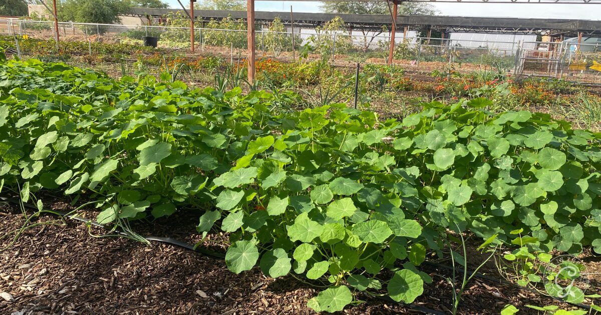 Rows of leafy green plants thrive in a well-maintained garden bed with wood chip mulch, showcasing the benefits of worm castings. Fencing and other vegetation surround the lush scene on a sunny day.