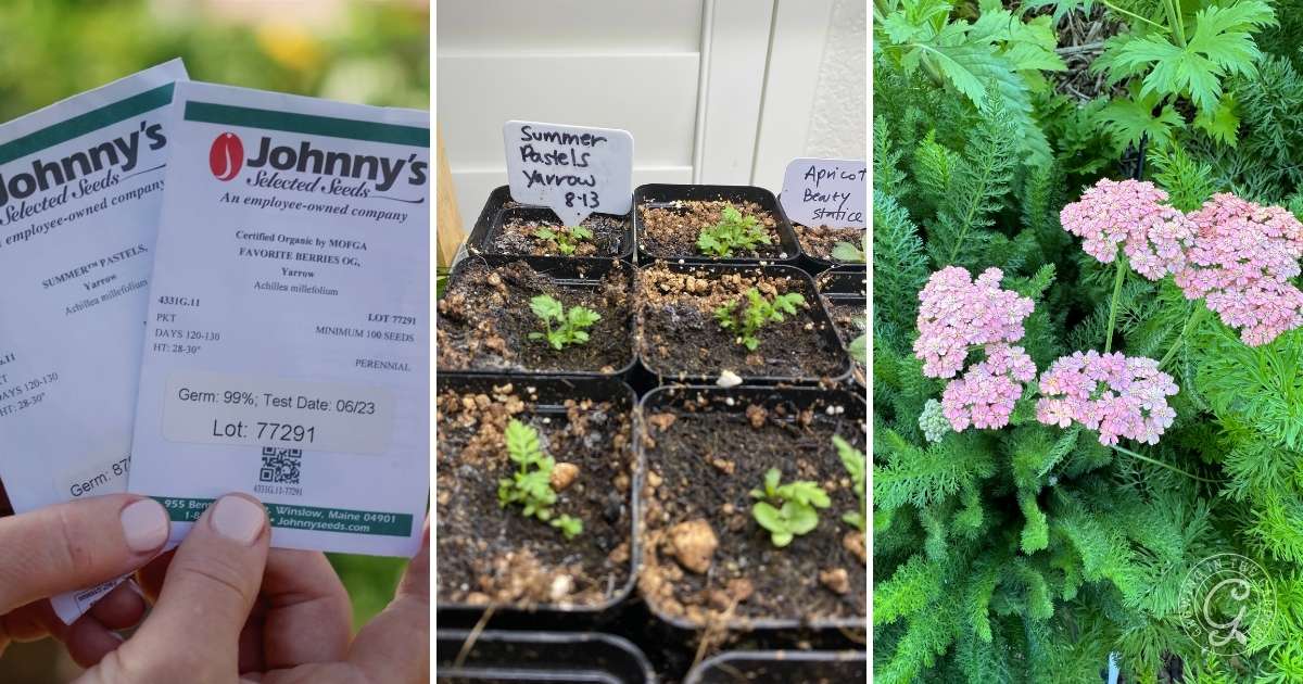 How to Grow Yarrow: Attract Pollinators and Beneficial Insects