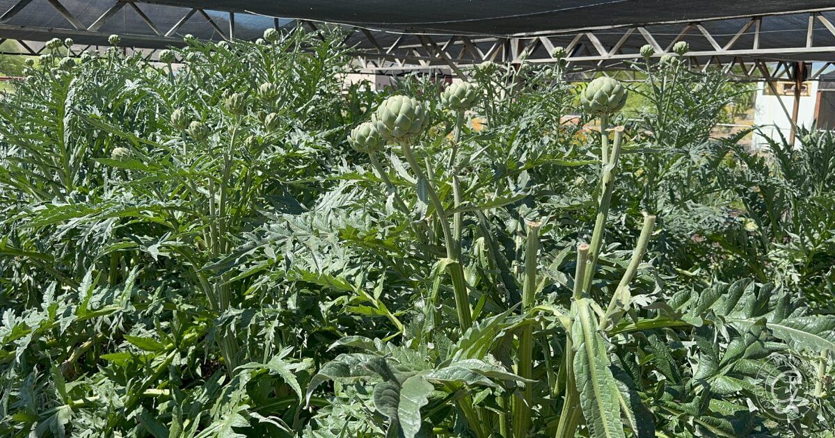 Artichoke plants with large, green leaves and several budding artichokes grow densely under a shade structure in a garden. Sunlight filters through the canopy above, highlighting the benefits of worm castings enriching the vibrant soil below.