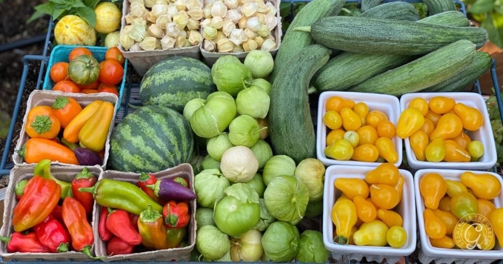 Assorted fresh vegetables including zucchini, peppers, tomatillos, watermelons, and yellow cherry tomatoes—perfect for what to harvest in July in Arizona.