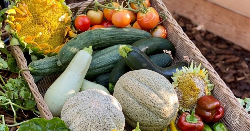 A wicker basket filled with assorted vegetables and fruits, including melons, zucchini, tomatoes, and peppers—perfect examples of what to harvest in July in Arizona.