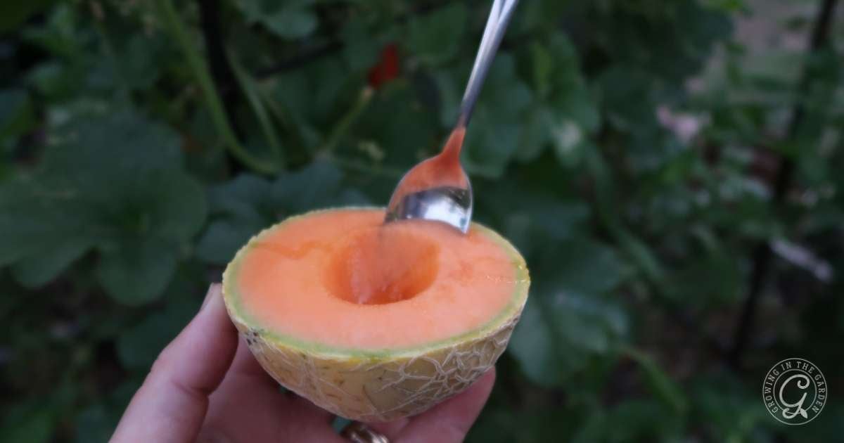 A hand holds half a cantaloupe with a spoon scooping out the orange flesh; green leaves in background.
