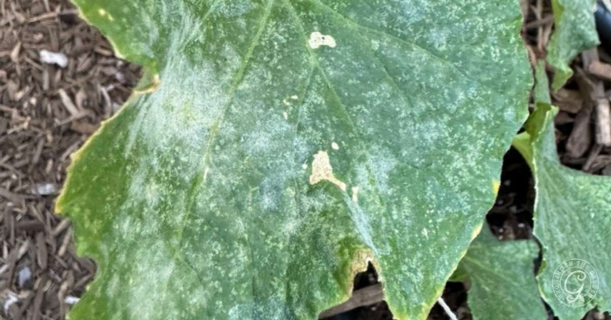 Close-up of a green leaf with white powdery mildew spots and some brown edges, next to soil mulch.