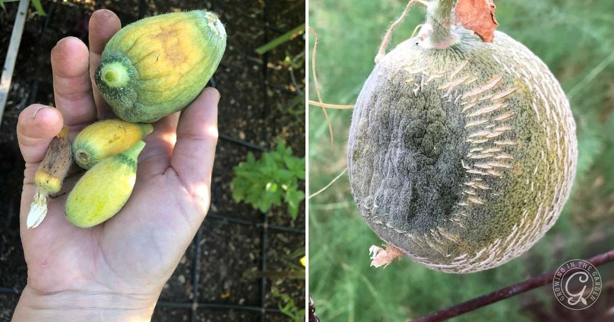 A hand holds several small, misshapen, yellow and green melons on the left; on the right is a close-up of a moldy, damaged melon—common cantaloupe growing problems and how to solve them are highlighted by these diseased fruits.