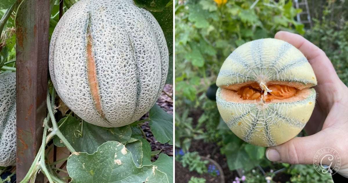 Left: A ripe cantaloupe melon hanging on the vine shows healthy growth. Right: A hand holds a cantaloupe split open, exposing its orange flesh—an example of what you aim for when you avoid common Cantaloupe Growing Problems and How to Solve Them.