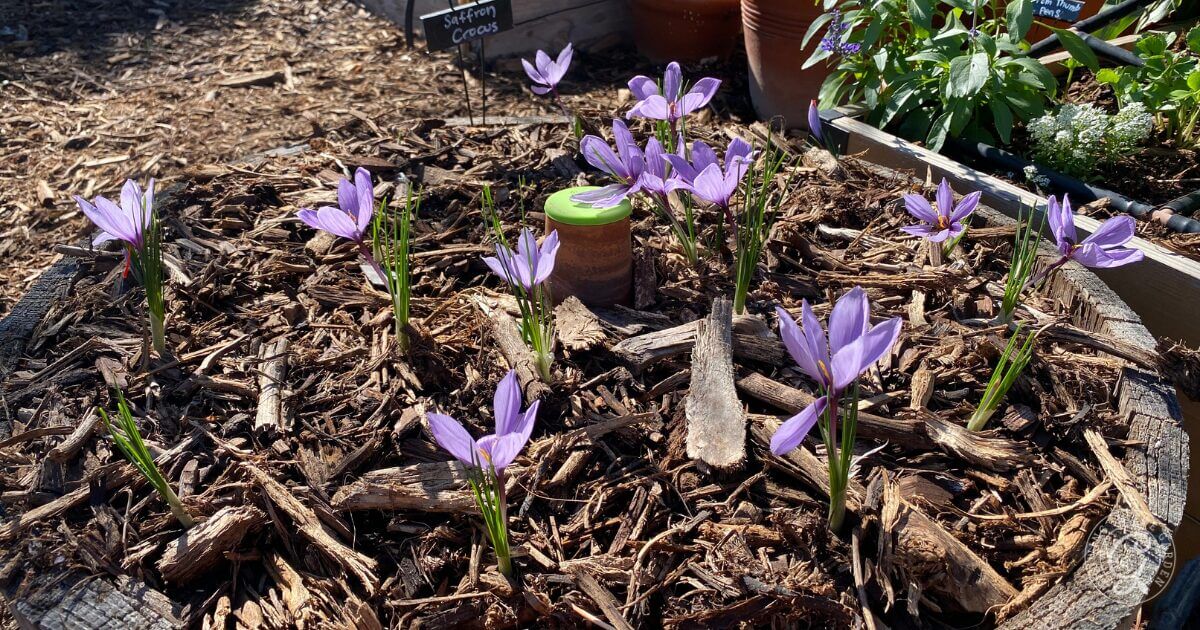 Order Bulbs for Fall Planting: Start Planning Your Fall Garden Now