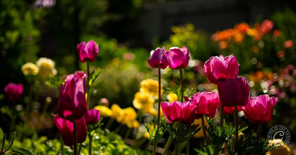 Bright pink and yellow flowers bloom in a sunlit garden with greenery in the background.