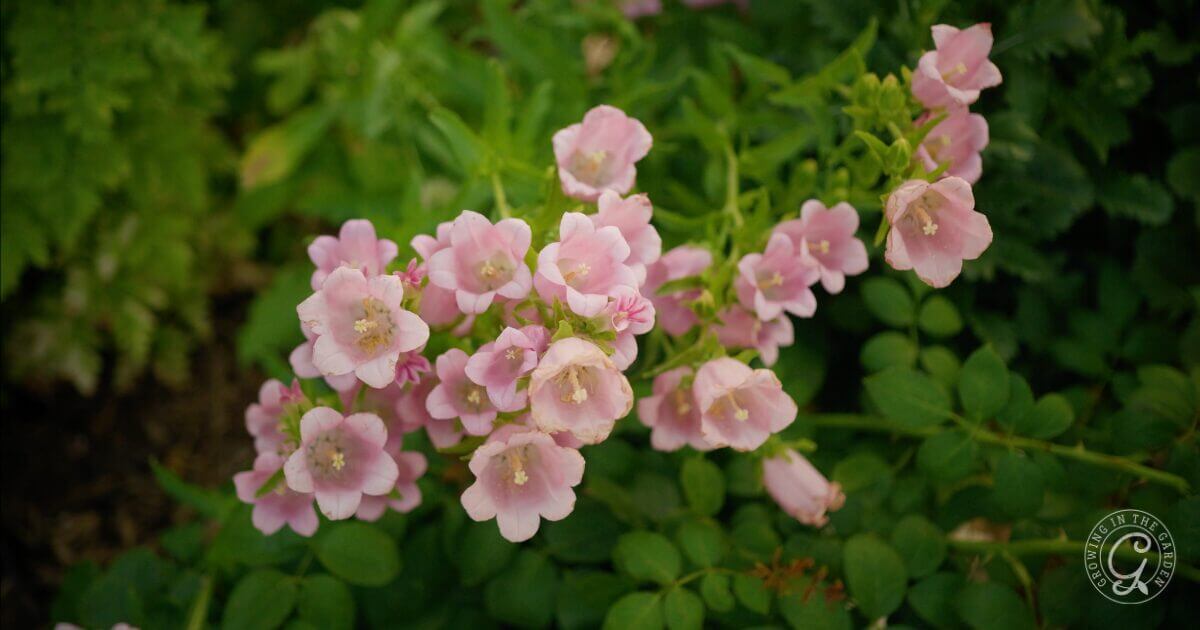 Cool Season Annual: Campanula
