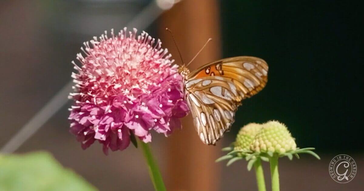A brown and white butterfly rests on a pink flower, drinking nectar in a garden.