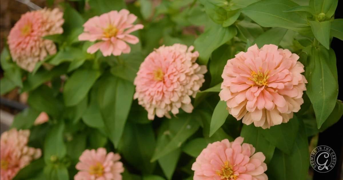 Pink zinnia flowers blooming among green leaves in a garden setting.