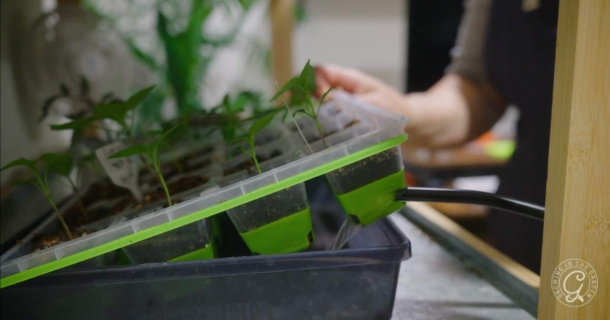 A person tending to young seedlings in plastic pots, some with green tape, on a tilted tray indoors.