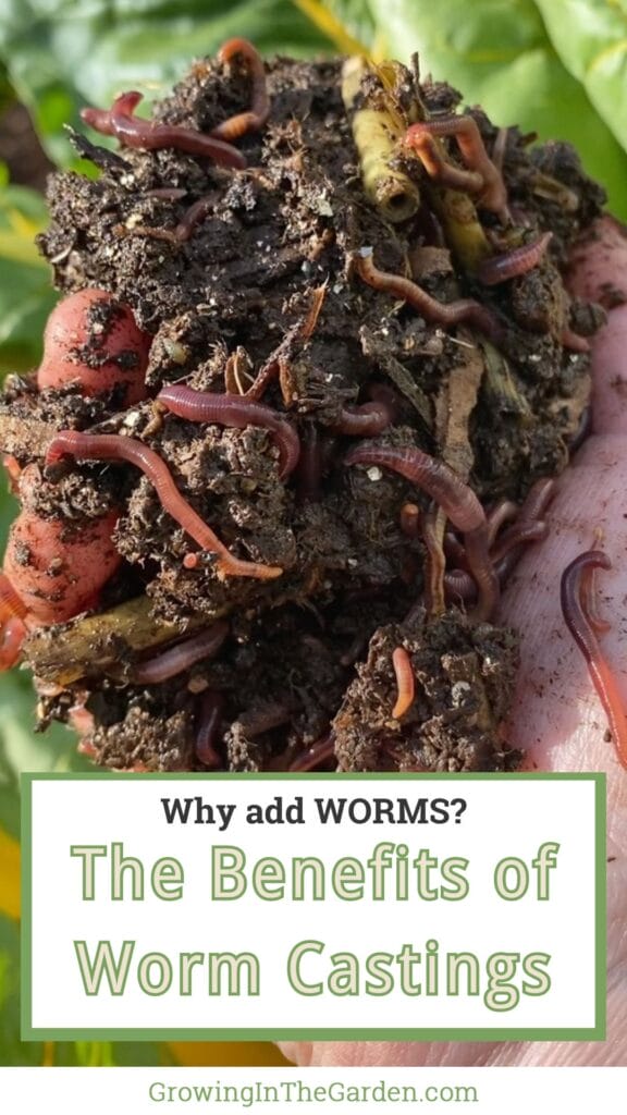 Why Add Worms to Your Garden: Benefits of Worm Castings