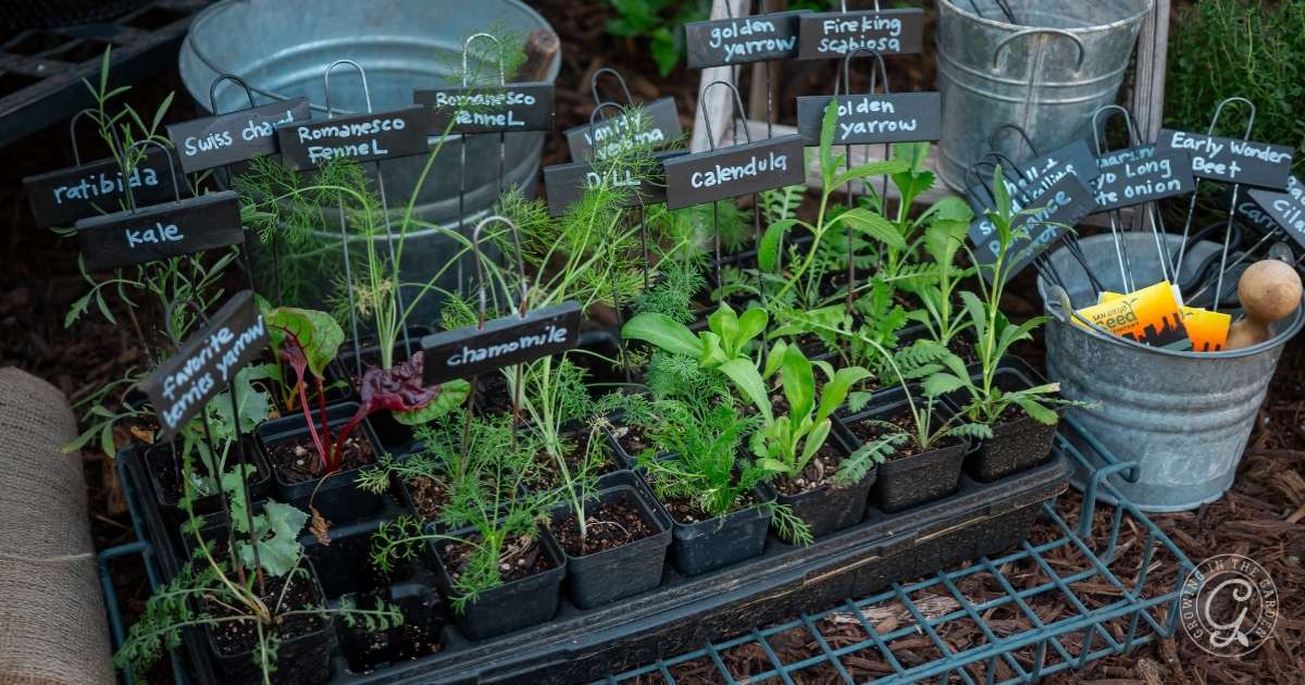 Top Winter Crops for Hot Climates: What to Grow and When