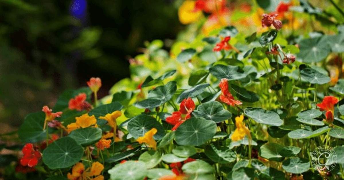 A garden bed filled with vibrant nasturtium flowers in shades of orange, yellow, and red&mdash;these cool-season companion plants are surrounded by round green leaves and bathed in bright sunlight.