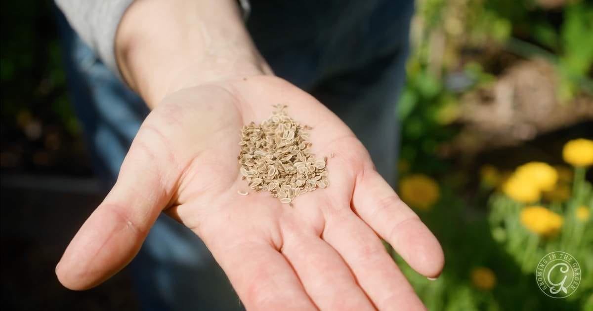 A hand holding a small pile of seeds outdoors with plants in the blurred background.