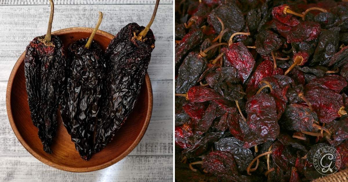 How to Grow Poblano Peppers