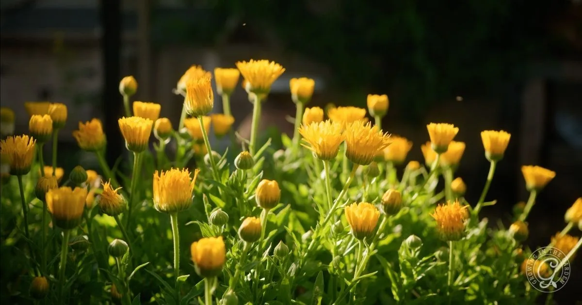 Bright yellow cool-season flowers to plant from seed bloom in sunlight, surrounded by green leaves and flower buds.