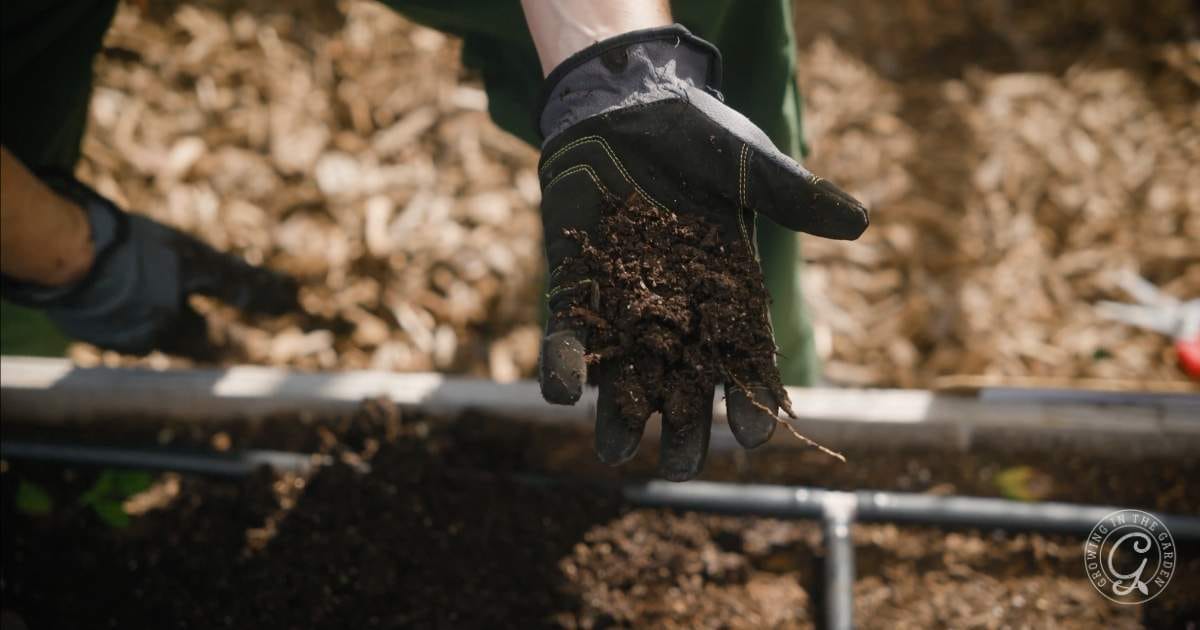 A person wearing black gardening gloves holds a handful of dark soil over a garden bed, showcasing September Garden Tasks for an Arizona Garden in September, with mulch and drip irrigation visible in the background.