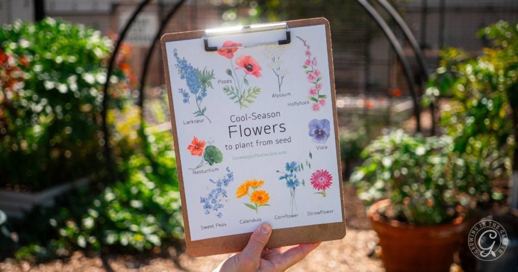 10 Easiest Cool-Season Flowers to Plant From Seed