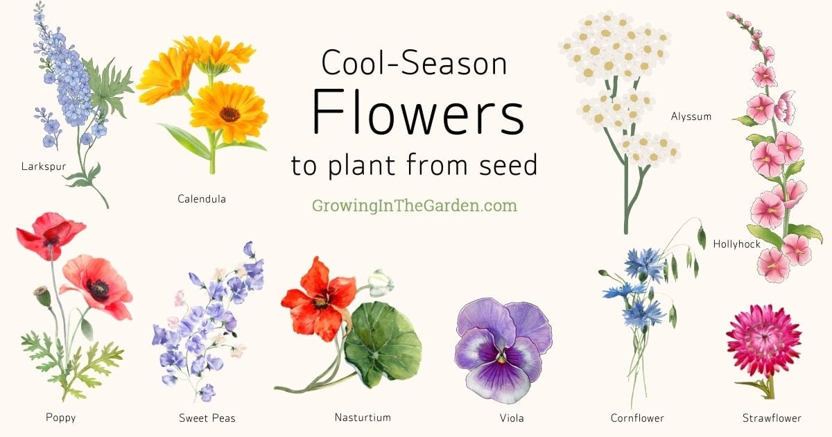 10 Easy Cool-Season Flowers to Plant From Seed - Growing In The Garden