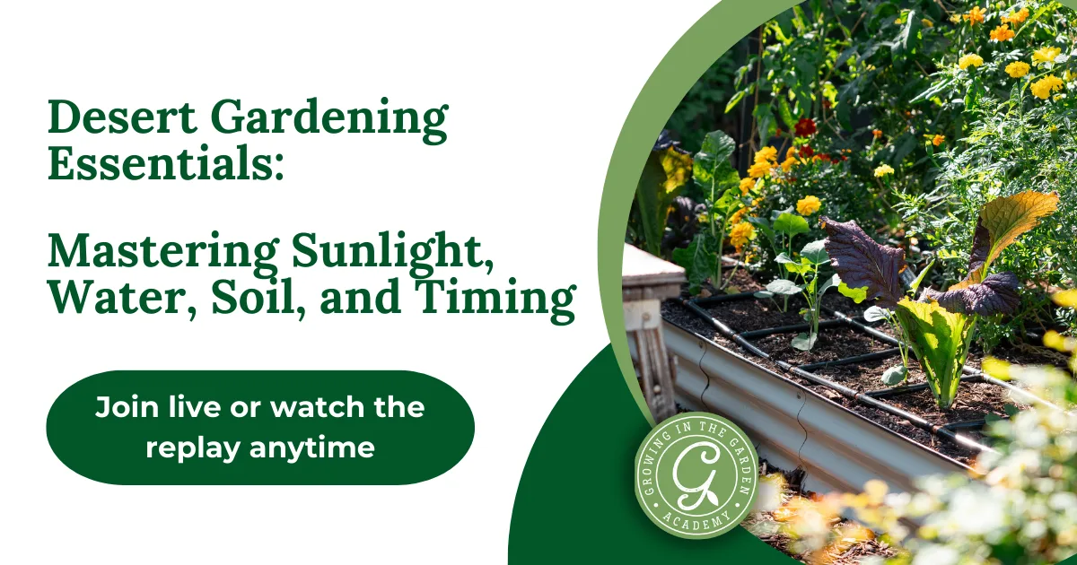 Raised garden beds with leafy greens and flowers, plus tips on how to refresh old potting soil in our desert gardening essentials class.