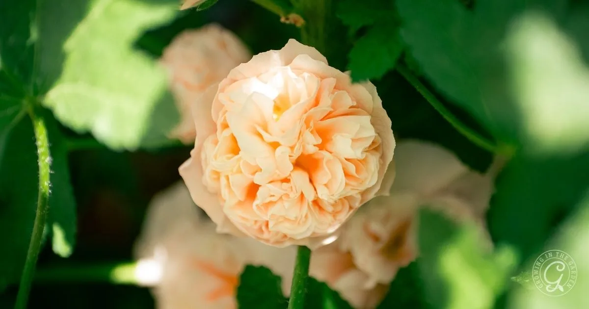 Close-up of a light peach, ruffled flower blooming among green leaves in sunlight&mdash;one of the beautiful cool-season flowers to plant from seed for early color in your garden.