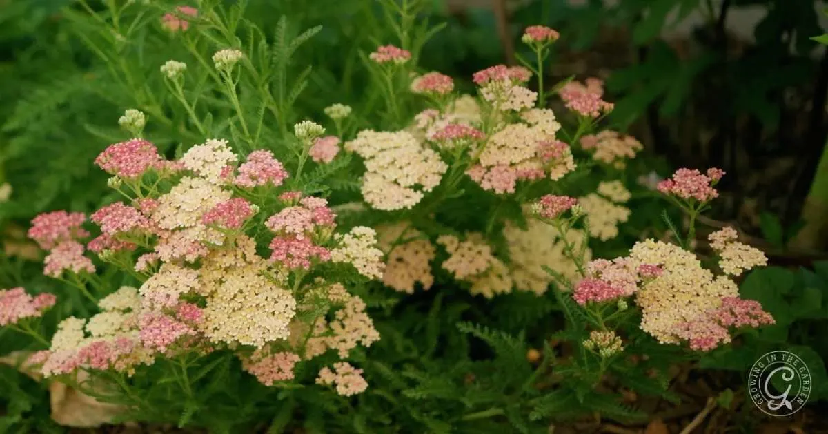 Growing Yarrow
