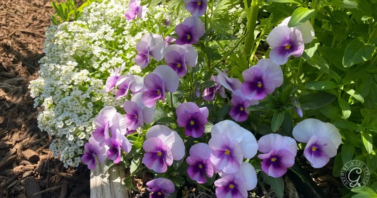 Purple and white pansies, classic cool-season flowers to plant from seed, bloom next to small white flowers and green leaves in a garden bed.