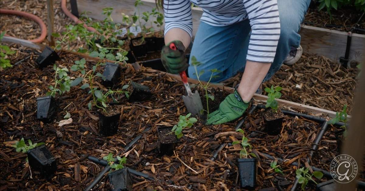 What to Plant and Harvest in September: Low Desert of Arizona
