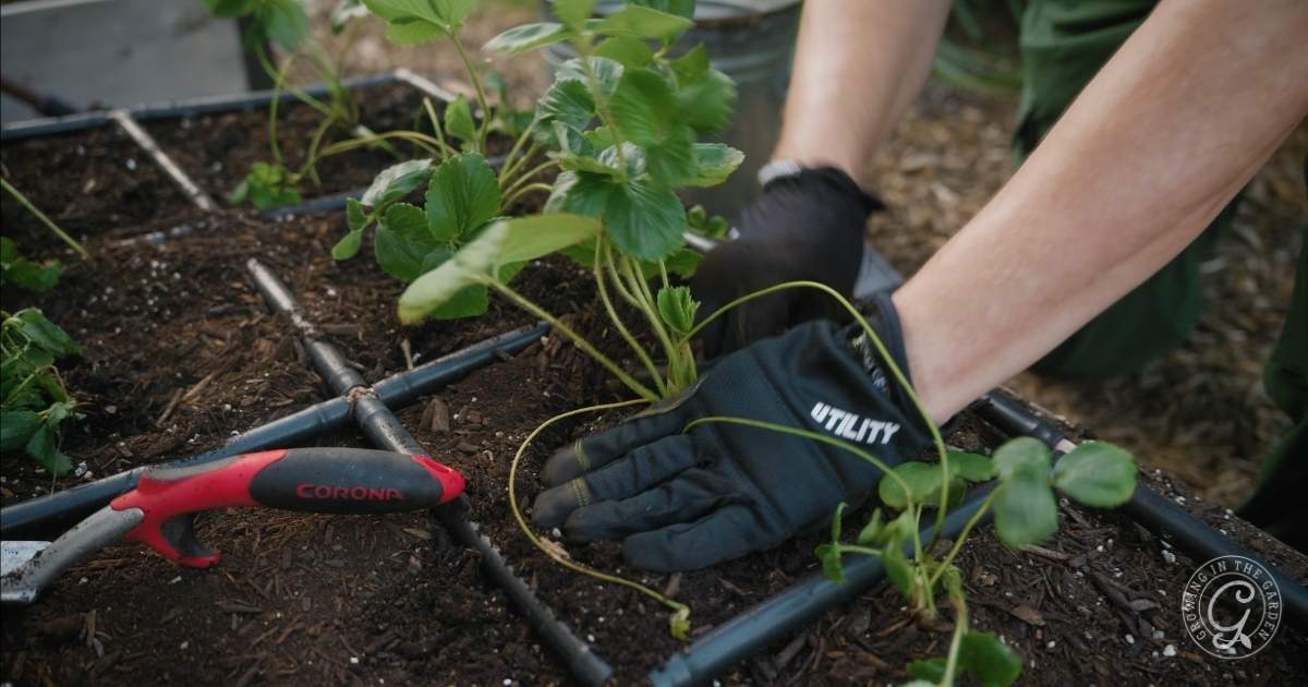 September Planting Guide for Arizona's Low Desert
