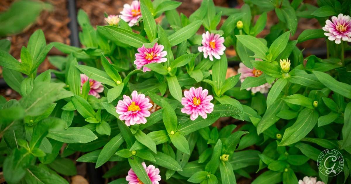 Pink and white zinnia flowers with green leaves growing in a garden bed.