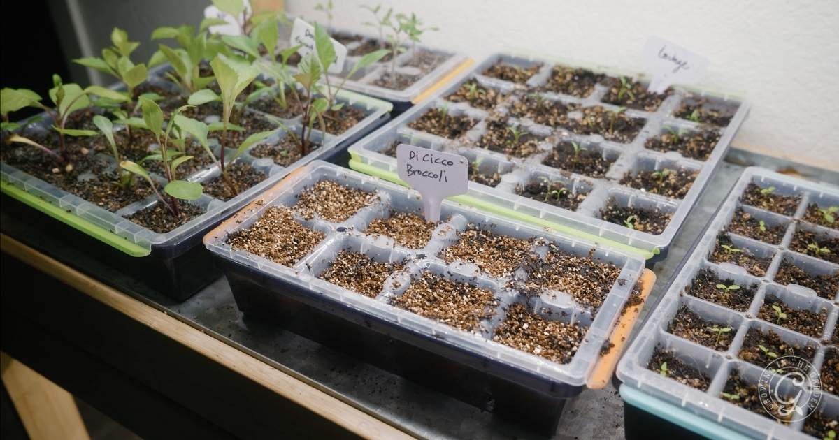 September Planting Guide for Arizona's Low Desert