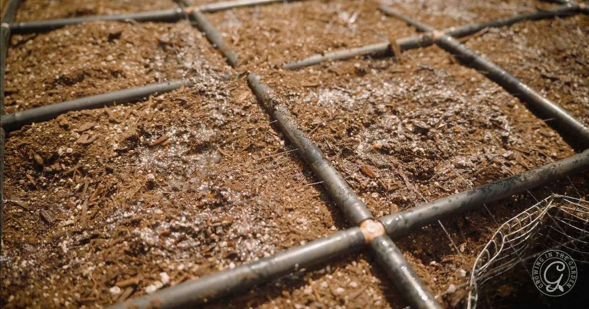 What to Plant and Harvest in September: Low Desert of Arizona