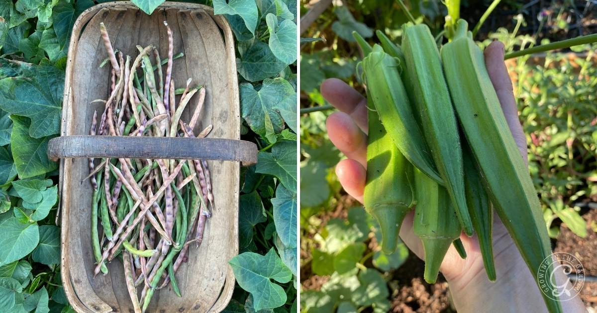 A basket of beans on the left, and a hand holding fresh okra pods on the right, in a garden setting.