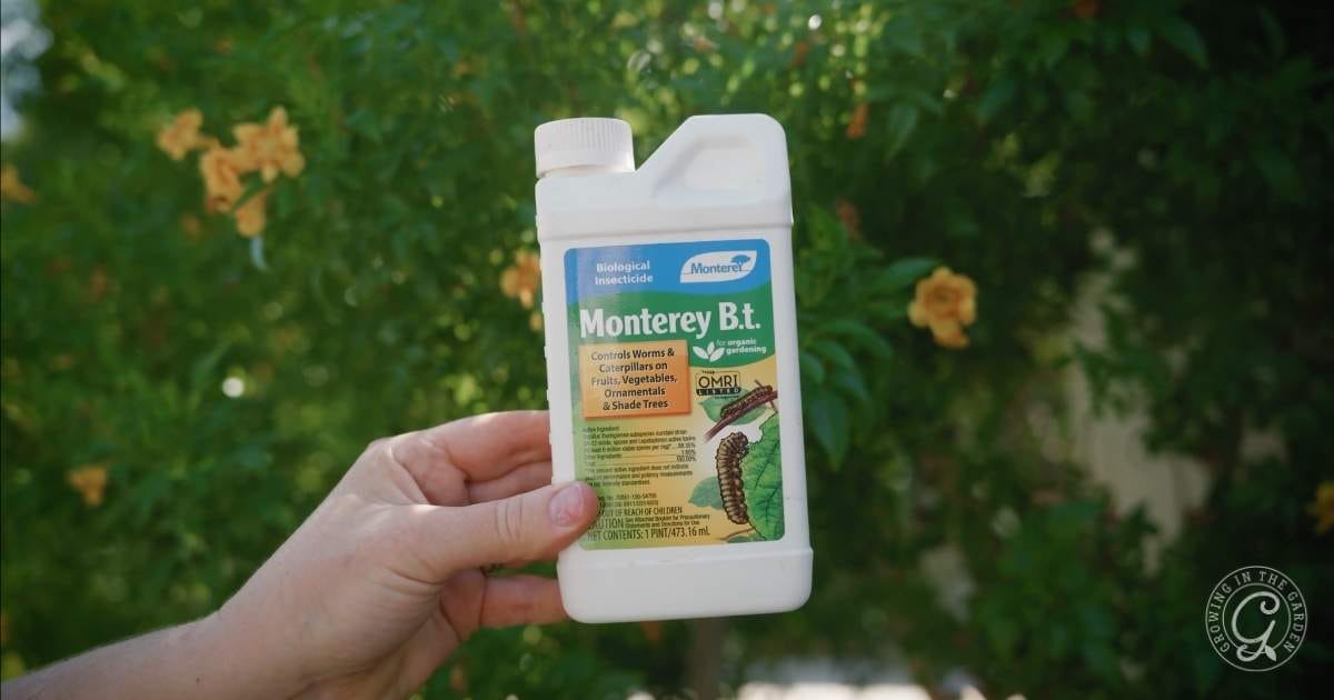A hand holds a bottle of Monterey B.t. biological insecticide in front of green foliage with yellow flowers—perfect for September Garden Tasks in an Arizona Garden to control worms and caterpillars on fruits, vegetables, and shade trees.