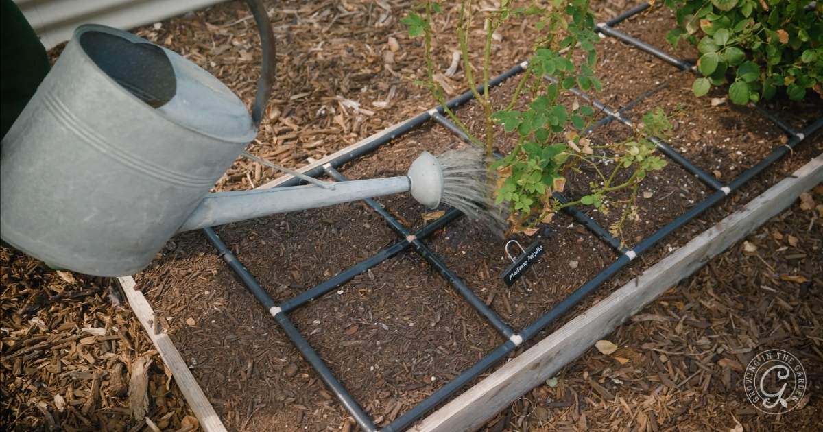 A metal watering can is used to water plants growing in a raised garden bed with a grid trellis, soil, and mulch—essential September Garden Tasks for an Arizona Garden in September. A small plant marker sits among the thriving green plants.