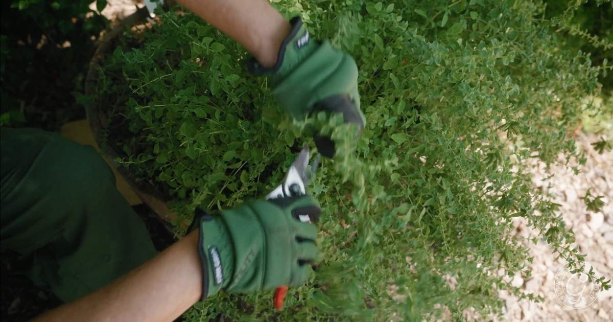 A person wearing green gloves trims a bushy green plant with pruning shears in an Arizona Garden in September, tending to essential September garden tasks.