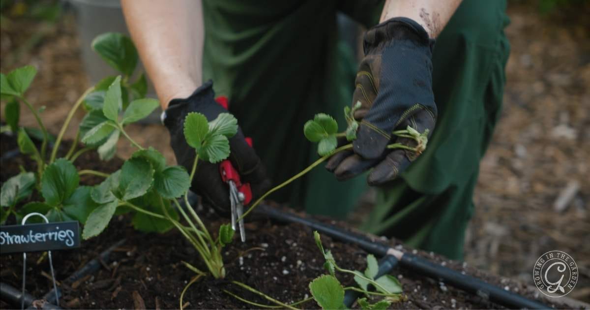 A person wearing black gloves uses pruning shears to cut a stem from a strawberry plant growing in soil—one of the essential September Garden Tasks in an Arizona Garden. A small sign labeled Strawberries is visible beside the plant.