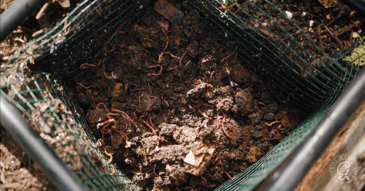 A close-up view of a compost bin filled with soil, organic matter, and numerous earthworms crawling through the mixture—a vital part of September garden tasks in any Arizona Garden.