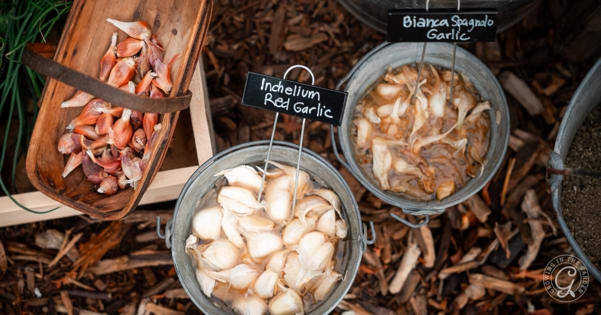 What to Plant and Harvest in October