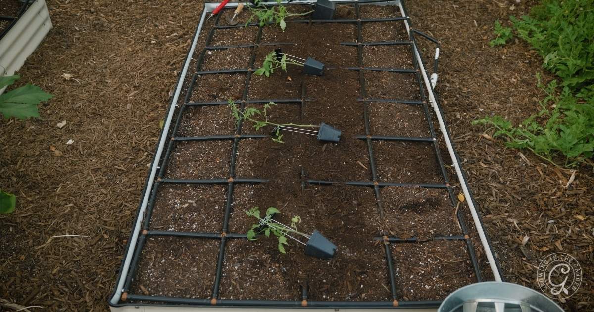 Four young tomato plants being transplanted into a raised garden bed with a grid for planting guidance.