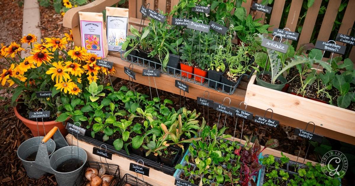 What to Plant and Harvest in October